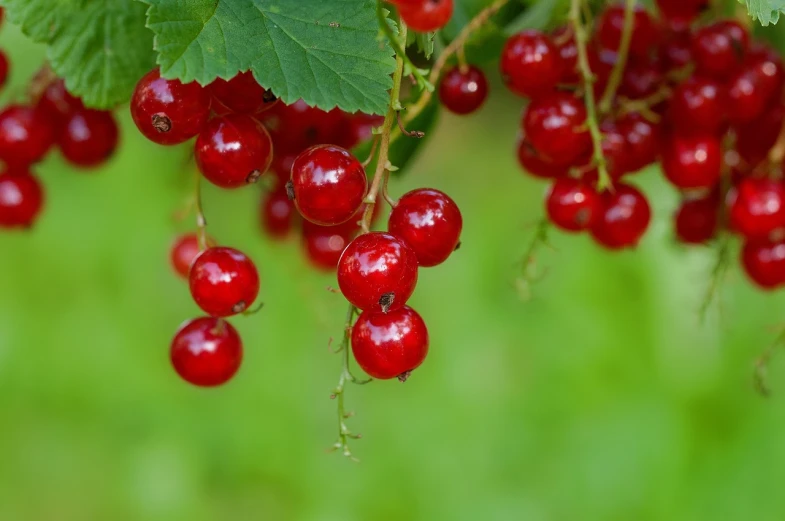 a bunch of red berries hanging from a tree, a picture, by Dietmar Damerau, shutterstock, closeup portrait shot, midsummer, red - cheeks!!, avatar image