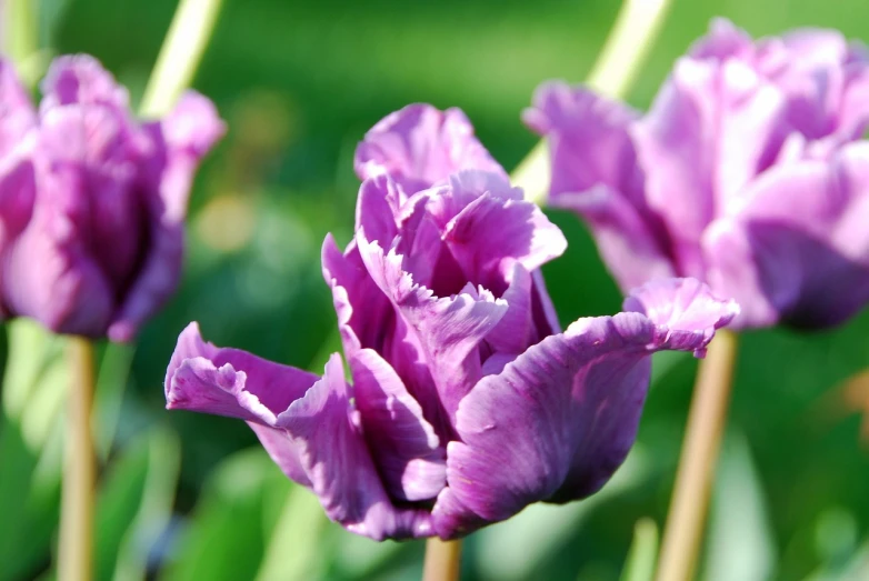 a close up of a bunch of purple flowers, by Anna Haifisch, shutterstock, tulip, taken with a pentax k1000, beautiful flowers growing, detailed zoom photo