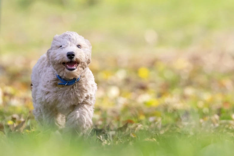 a white dog running across a lush green field, a portrait, shutterstock, smiley, puppies, happy sunny day