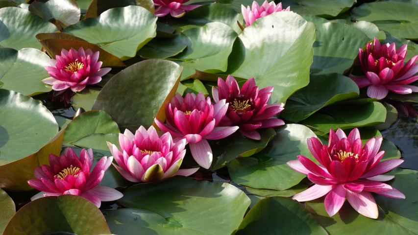 a group of pink flowers sitting on top of green leaves, a picture, by Stefan Gierowski, shutterstock, waterlily mecha nymphaea, italian masterpiece, stock photo