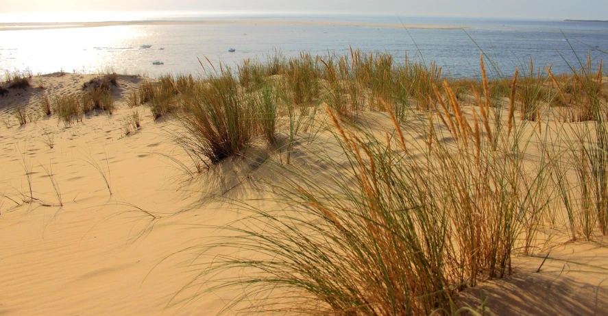 a group of tall grass sitting on top of a sandy beach, by Richard Carline, flickr, portugal, sandy colours, h 7 0 4, sweeping vista