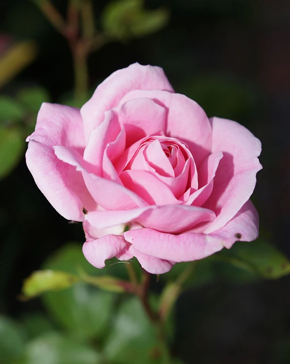 a close up of a pink rose with green leaves, by Rhea Carmi, pixabay, beautiful flower, various posed, perfect shading, jasmine