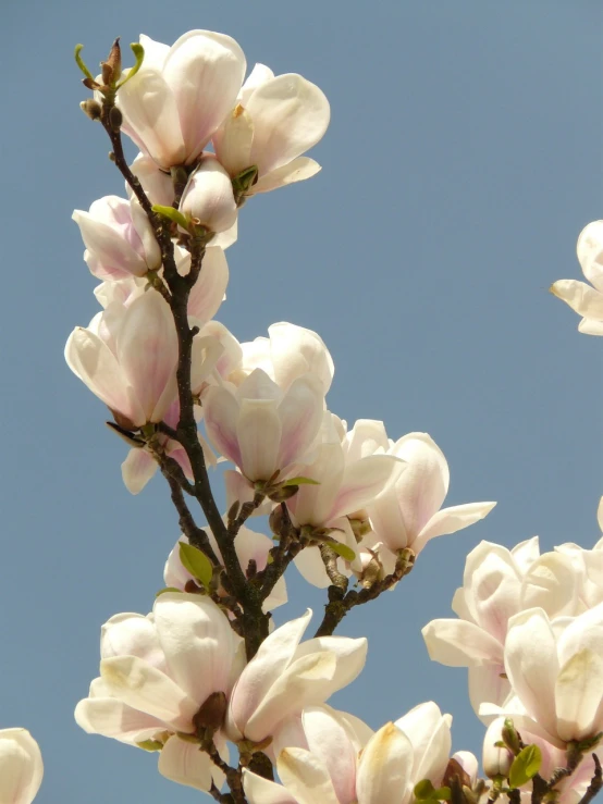 a branch of white and pink flowers against a blue sky, by David Simpson, flickr, magnolia stems, hoog detail, depth detail, heavenly