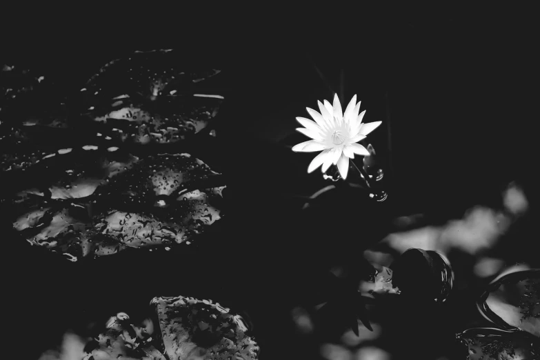 a black and white photo of a flower in a pond, by Matija Jama, unsplash, hq 4k phone wallpaper, in the jungle. bloom, dark bokeh in background, taken on iphone 14 pro