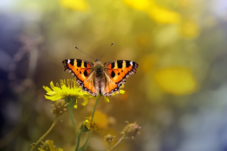 a butterfly sitting on top of a yellow flower, romanticism, bokeh in the background only, highly realistic photo