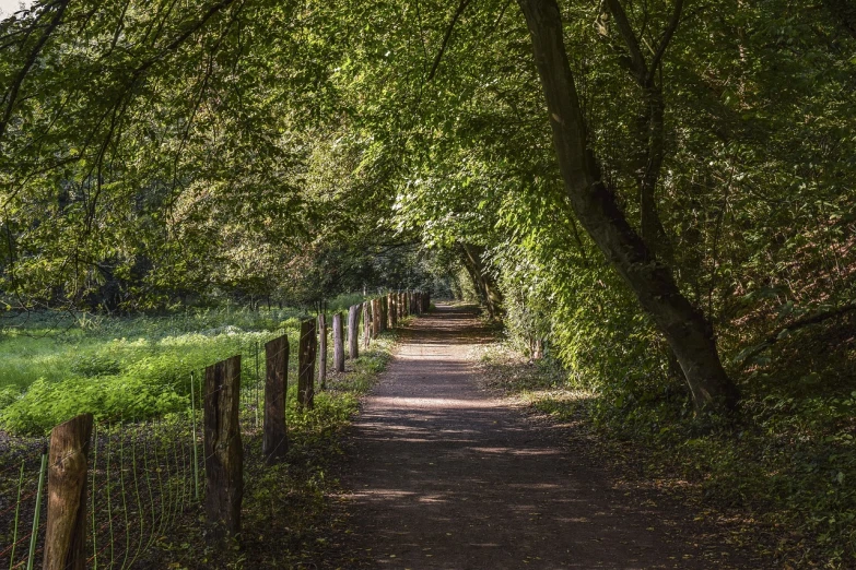 a path in the middle of a lush green forest, by Richard Carline, 8k 50mm iso 10, fence line, walton ford, around the city