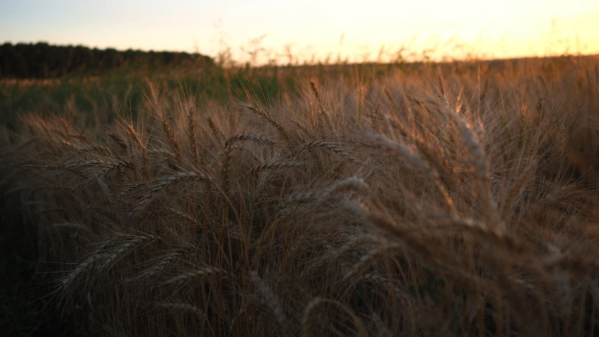 a field of wheat with the sun setting in the background, by David Garner, precisionism, medium format. soft light, 1 6 x 1 6, cinematic shot ar 9:16 -n 6 -g, behind the scenes