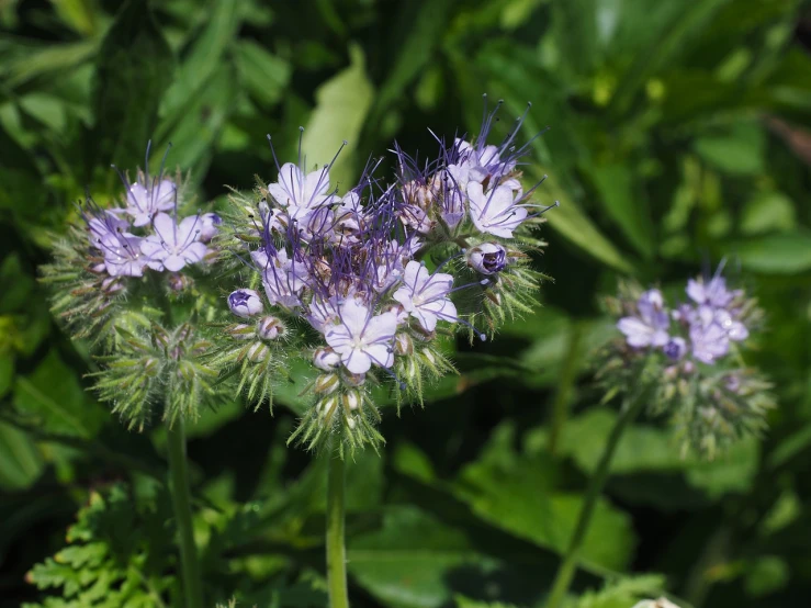 a group of purple flowers sitting on top of a lush green field, a macro photograph, by Robert Brackman, with few ultramarine highlights, antennae on a hestiasula head, gypsophila, high res photo