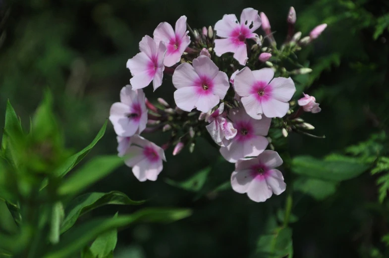 a close up of a bunch of pink flowers, dau-al-set, dennis velleneuve, rocket, from wheaton illinois, mid 2 0's female