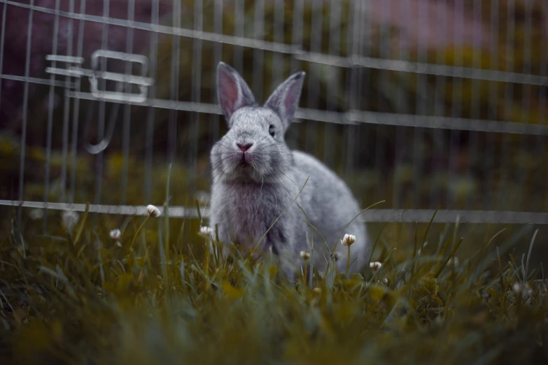 a rabbit that is sitting in the grass, a picture, by Jakob Gauermann, behind bars, having a great time, 4k photo, 33mm photo