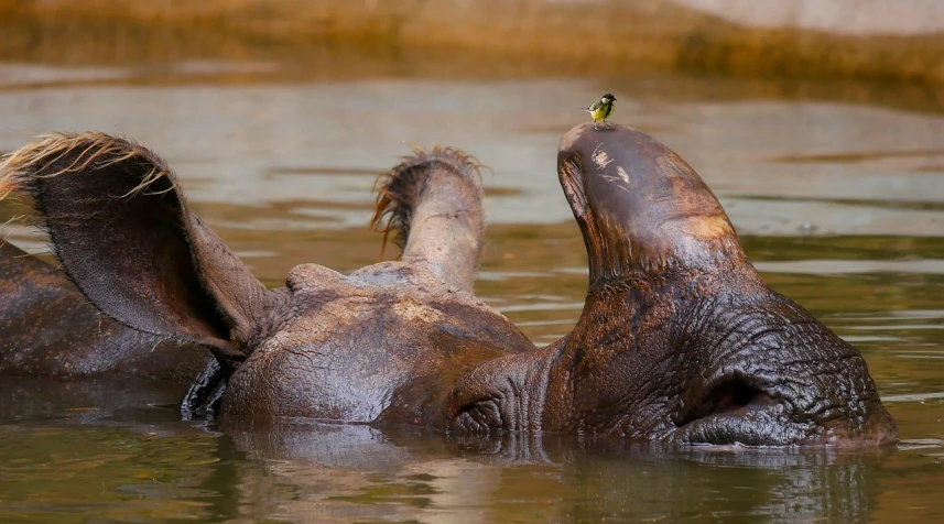 a bird sitting on the back of an elephant in the water, a portrait, by Sven Erixson, flickr, sumatraism, hippopotamus, happy friend, resting on a tough day, ( greg rutkowski )