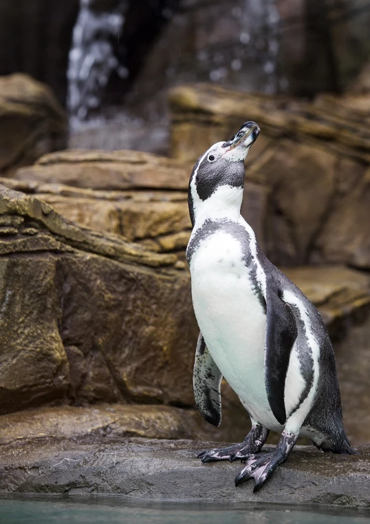 a penguin standing on a rock next to a body of water, a photo, figuration libre, taken in zoo, highly detailed photo of happy, looking upwards, with a white muzzle