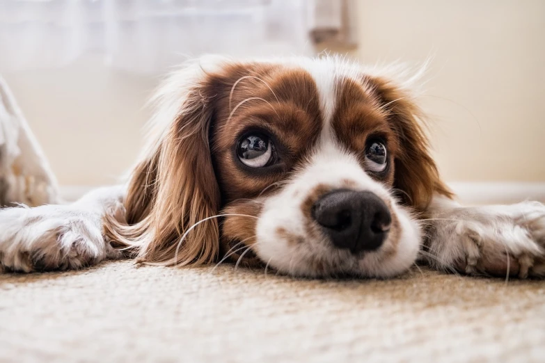 a brown and white dog laying on the floor, a picture, by Jesper Knudsen, pexels, detailed big eyes, long ears, wallpaper - 1 0 2 4