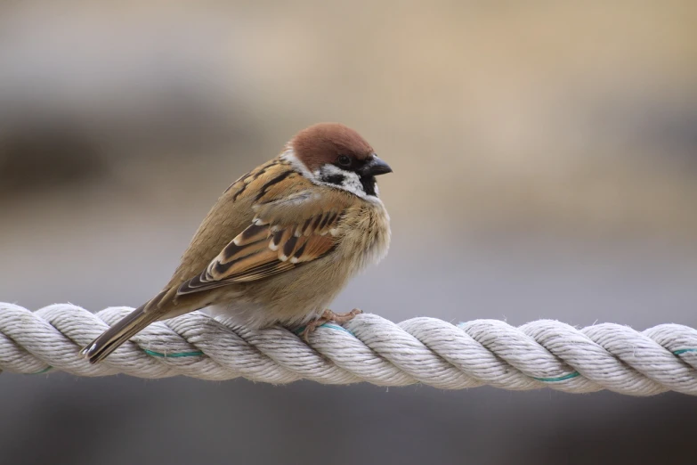 a small bird sitting on top of a rope, a portrait, pexels contest winner, arabesque, browny, today\'s featured photograph 4k, big chin, j. lesaffre