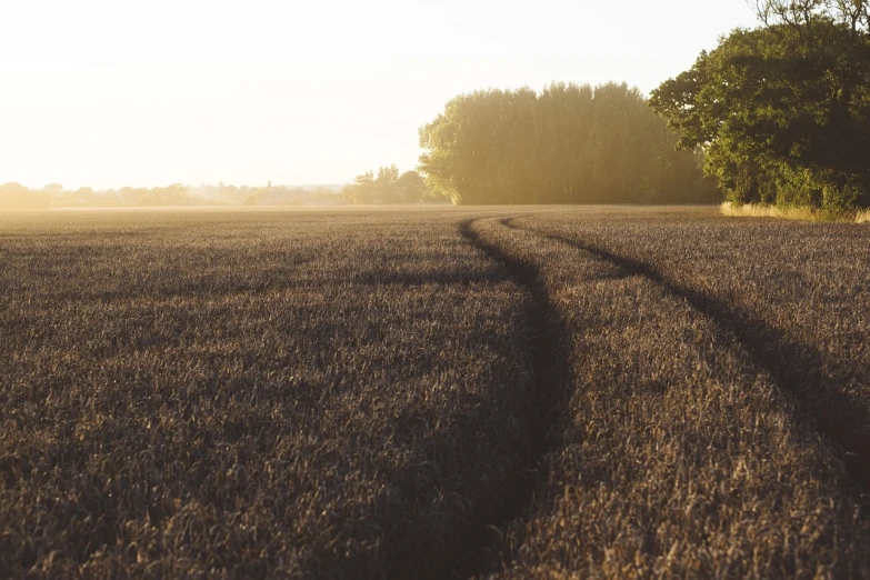 a lone horse standing in the middle of a field, by Julian Allen, precisionism, tree-lined path at sunset, empty wheat field, harvest, 7 0 mm photo