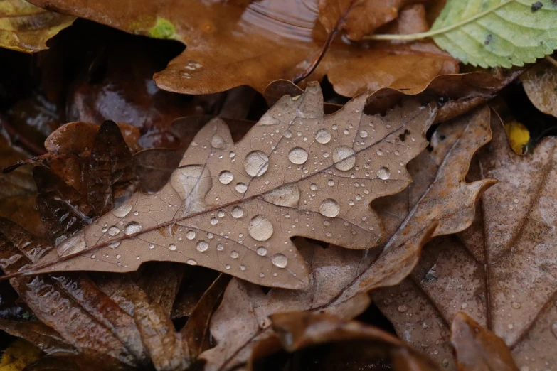 a close up of a leaf with water droplets on it, by Tom Carapic, oak leaves, forest floor, brown water, detailed hd