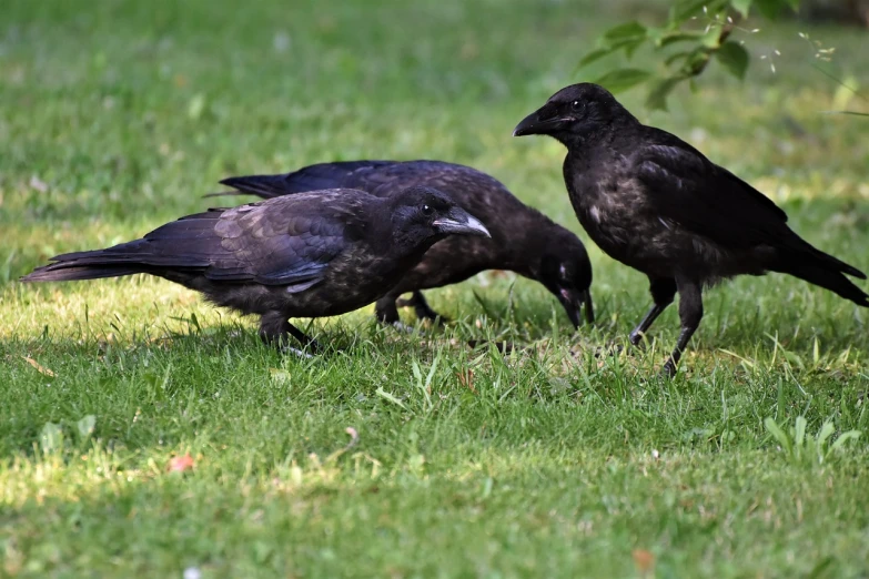 a couple of black birds standing on top of a lush green field, by Maksimilijan Vanka, pixabay, vanitas, closeup of a crow, digging, trio, they are crouching