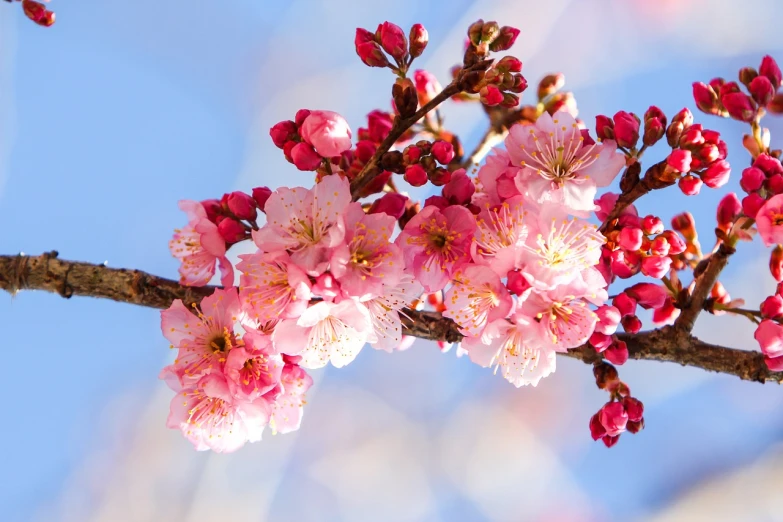 a branch with pink flowers against a blue sky, a picture, shutterstock, imari, cherry explosion, trending on, john park