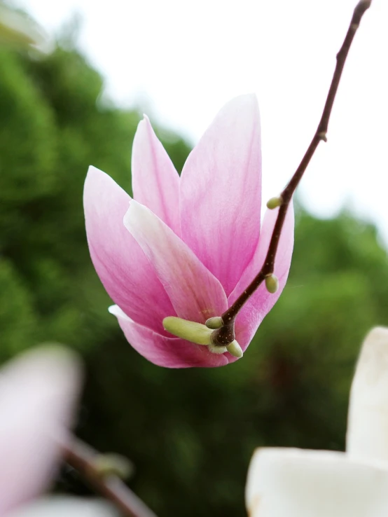 a close up of a flower on a tree, a picture, by Katsukawa Shun'ei, flickr, hurufiyya, magnolia, pink zen style, solemn gesture, realistic photo