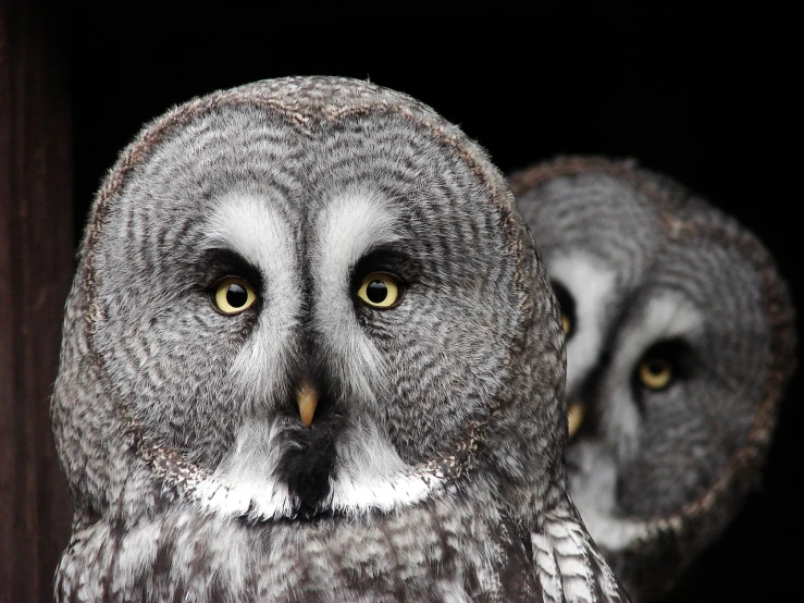 a couple of owls sitting next to each other, a portrait, by Dave Allsop, serious business, perfect facial features, shiny silver, depth of field”