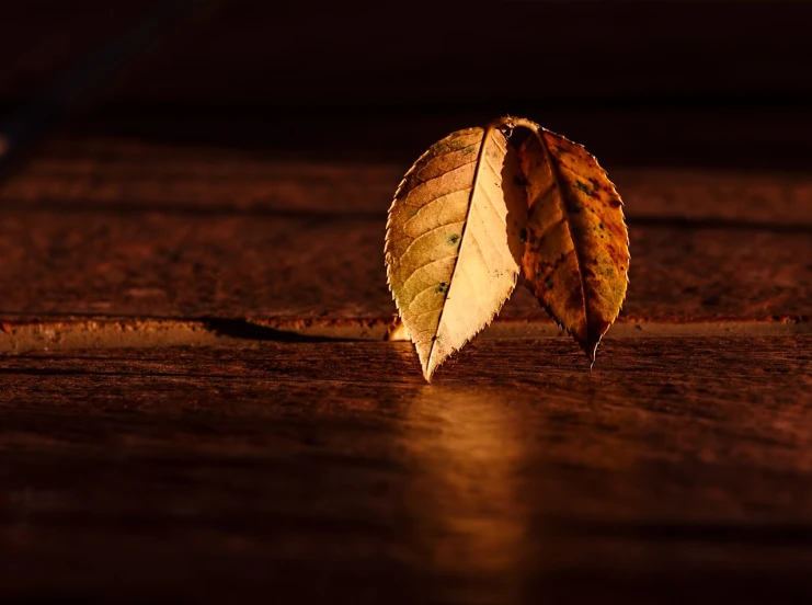 a leaf sitting on top of a wooden floor, by Max Dauthendey, pixabay, gold glow, split in half, reflected light, wallpaper 4 k