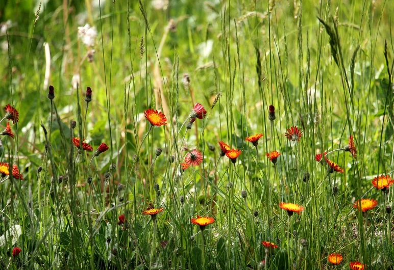 a bunch of flowers that are in the grass, a photo, by Dietmar Damerau, red and orange colored, lush green meadow, flora and fauna, grass and weeds”