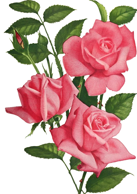 a bunch of pink roses with green leaves, a digital rendering, by Willard Mullin, flickr, romanticism, 1940s photo, graphic detail, on black background, 1960s illustration