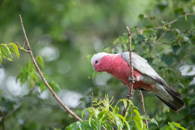 a pink and grey bird perched on a tree branch, a portrait, by Peter Churcher, shutterstock, red skinned, bald, pink white and green, lush vista