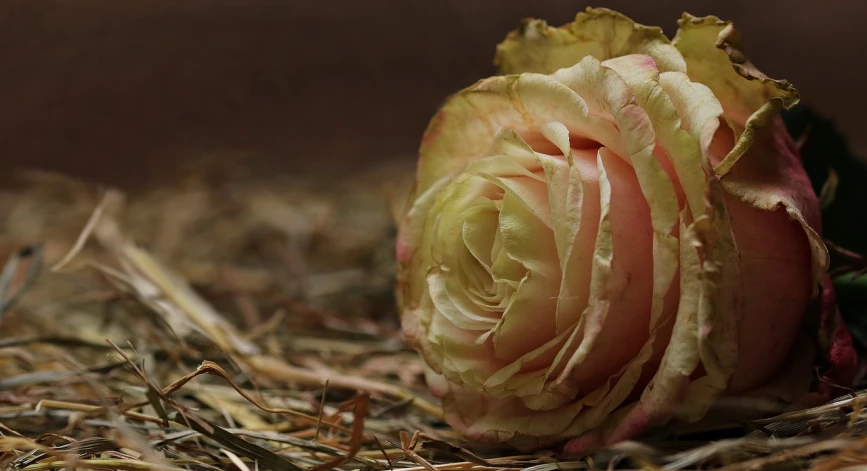 a rose sitting on top of a pile of hay, today's featured photography 4k, portrait image, b - roll, johnson heade