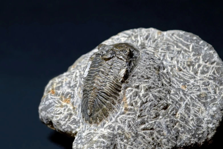 a fossil like animal sitting on top of a rock, a macro photograph, by Dave Allsop, flickr, cambrian, small head, giga chad, productphoto