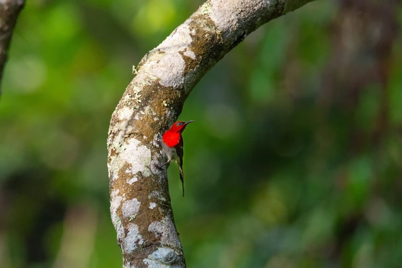 a red bird sitting on top of a tree branch, by Peter Churcher, sumatraism, bee hummingbird, istock, green bright red, very sharp photo