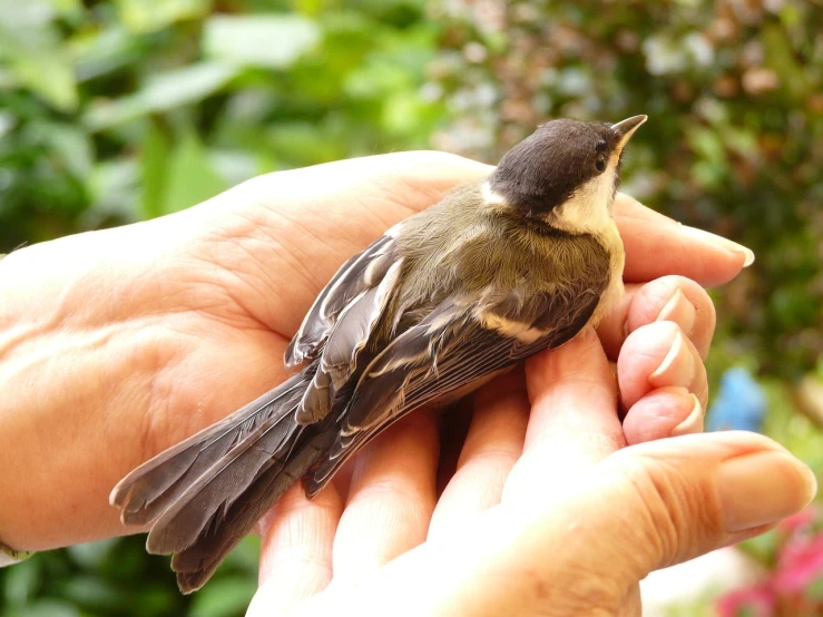 a person holding a small bird in their hand, by Rainer Maria Latzke, flickr, trimmed with a white stripe, hatched pointed ears, young adult male, murata