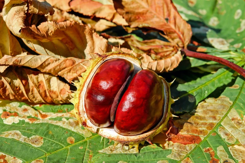a close up of a fruit on a leaf, a photo, chestnut hair, highly detailed saturated, old, autumn