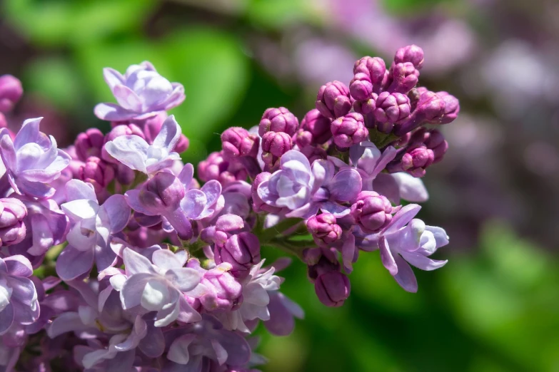 a close up of a bunch of purple flowers, by Paul Emmert, shutterstock, lilac bushes, close up. macro. hyper realistic, high quality product image”