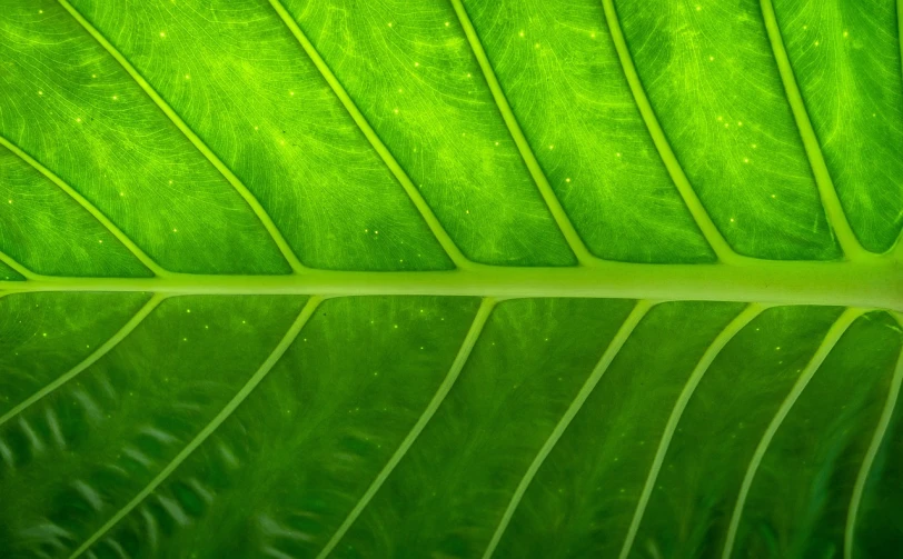 a close up view of a green leaf, by Richard Carline, 4 k vertical wallpaper, glowing from inside, high details photo