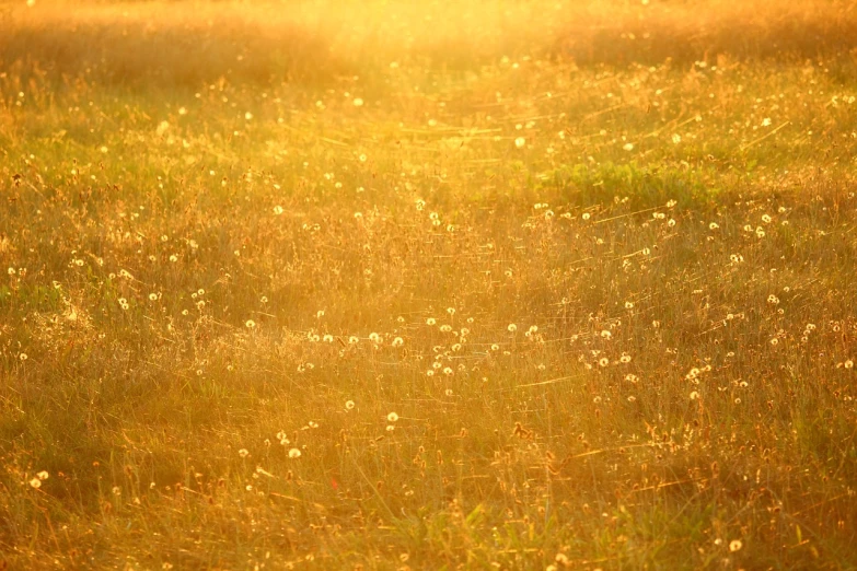 a field filled with lots of tall grass, by Attila Meszlenyi, shutterstock, minimalism, golden background with flowers, blinding backlight evening sun, fairy circles, grassy autumn park outdoor