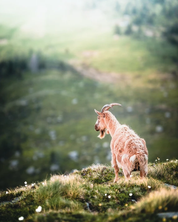 a goat standing on top of a lush green hillside, a picture, by Matthias Weischer, figuration libre, warm glow, sitting cutely on a mountain, ultra shallow depth of field, fluffy ears and a long