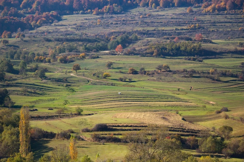 a herd of sheep grazing on top of a lush green hillside, inspired by Slava Raškaj, flickr, autumn field, serpentine curve!!!, terraced orchards and ponds, telephoto shot