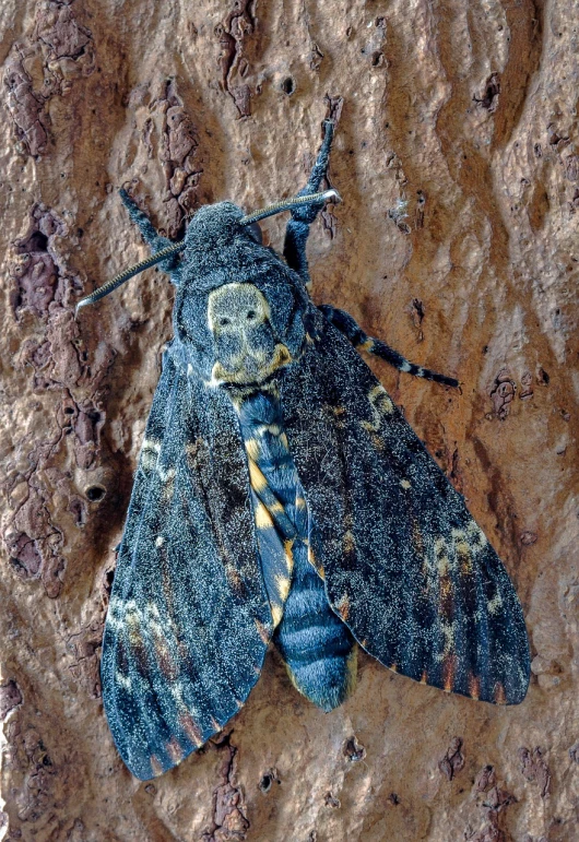 a close up of a moth on a rock, a portrait, by Robert Brackman, flickr, sōsaku hanga, beautiful black blue yellow, bark, new mexico, taken on a 2000s camera