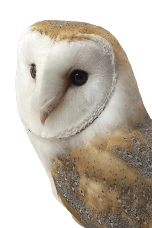 a close up of a barn owl on a white background, a portrait, by Paul Davis, shutterstock, photorealism, -h 1024, taxidermy, full colour, upper body close - up