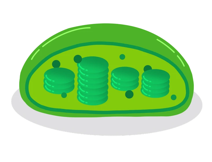 a green cell with stacks of coins on it, an illustration of, inspired by Masamitsu Ōta, art nouveau, pickle rick, microscopic photo, wikihow illustration, egg