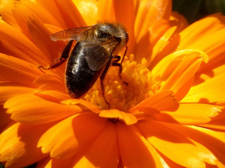 a bee sitting on top of an orange flower, vanitas, sunlight glistening, image, big bee, ari aster