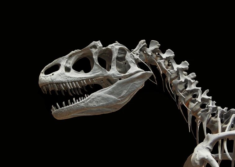 a close up of a skeleton of a dinosaur, a digital rendering, inspired by Adam Rex, massurrealism, sharp jaw, on a black background, raptors, photo still