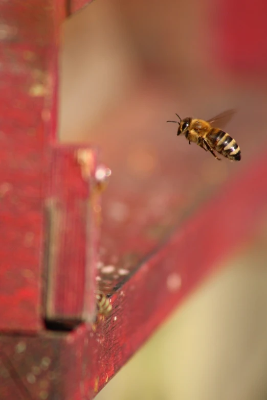 a close up of a bee flying near a bird feeder, a macro photograph, happening, high res photo, panel, surface hives, dsrl photo