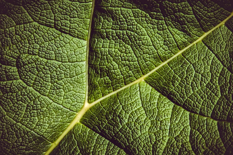 a close up view of a green leaf, a macro photograph, by Richard Carline, renaissance, vignetting, immense details, rich vibrant detailed textures, meat veins