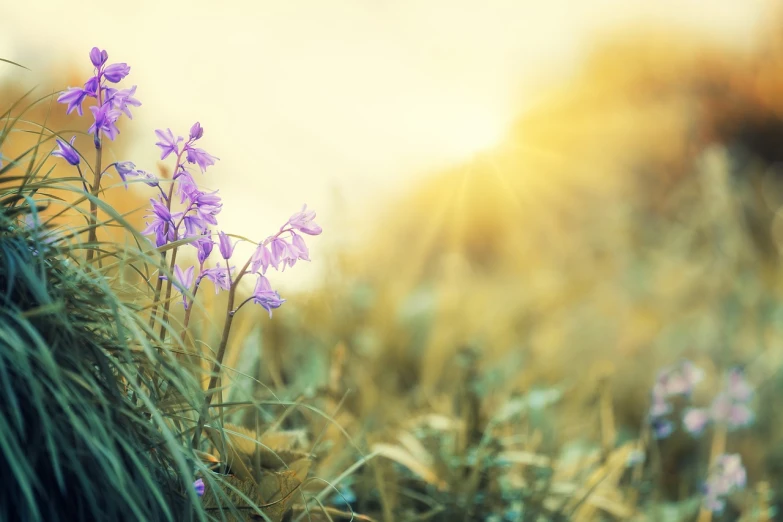 a bunch of purple flowers sitting on top of a lush green field, shutterstock, romanticism, sun ray, lost in a dreamy fairy landscape, lobelia, at sunrise in springtime
