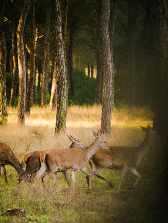 a herd of deer standing on top of a lush green field, a picture, by Jan Tengnagel, shutterstock, fine art, on forest path, dappled in evening light, galloping through the forest, spain