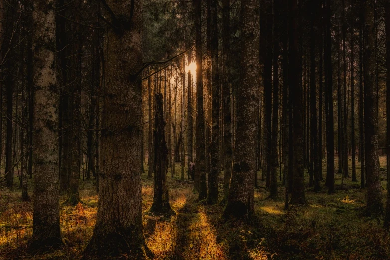 the sun is shining through the trees in the woods, a picture, by Jacob Kainen, unsplash contest winner, tonalism, evening!! in the forest, ancient forest like fanal forest, in an evening autumn forest, dark golden light night