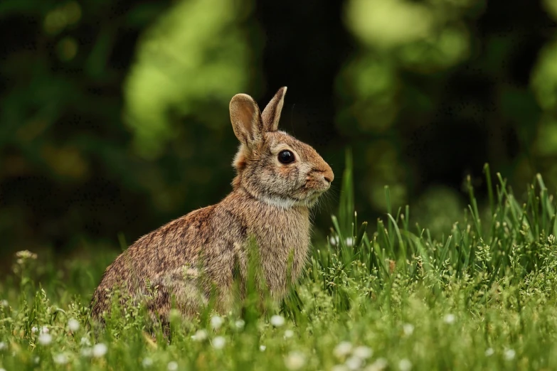 a rabbit that is sitting in the grass, a picture, by Hans Schwarz, shutterstock, high res photo, aaron earley, stock photo