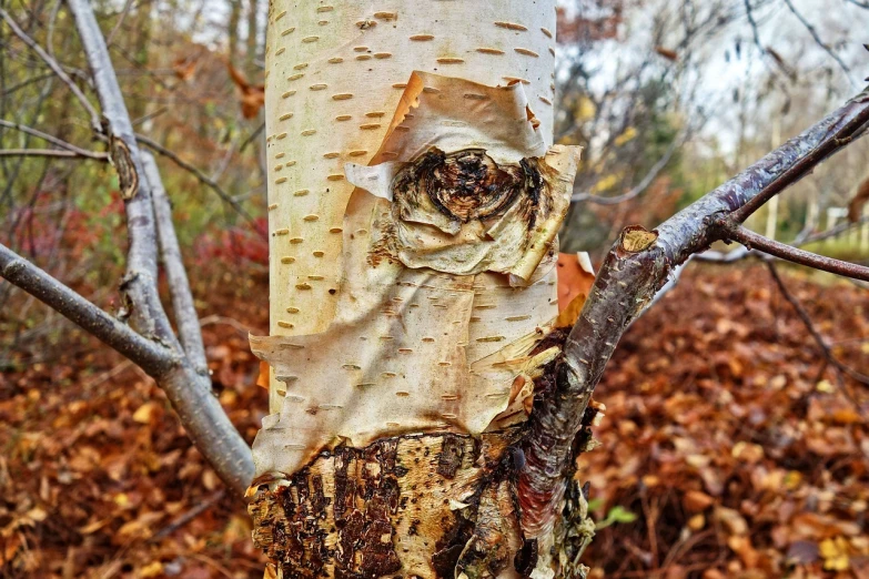 a close up of a tree trunk in the woods, a portrait, inspired by Andy Goldsworthy, environmental art, winking one eye, birch trees, terrified 👿, autum